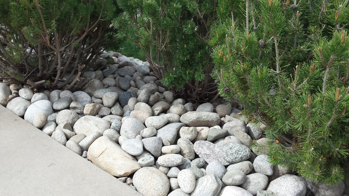 rocks near three bushes