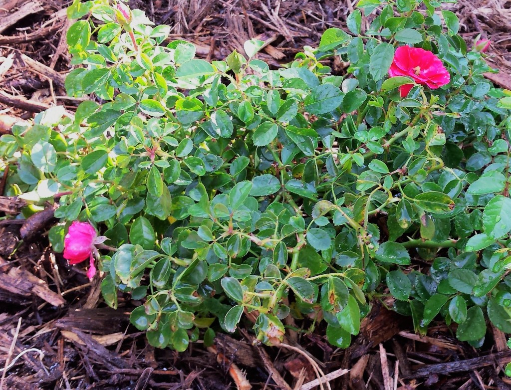 pink rose bush, close up
