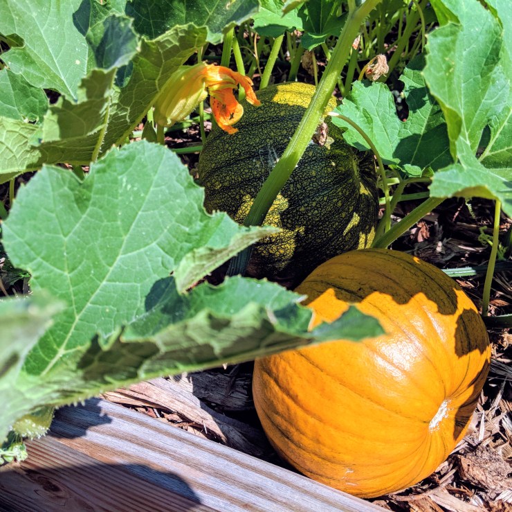 two pumpkins growing in a garden bed
