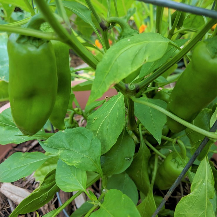 three green peppers growing in a garden bed