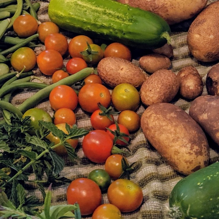 potatoes, tomatoes, cucumber, and basil pulled from the garden