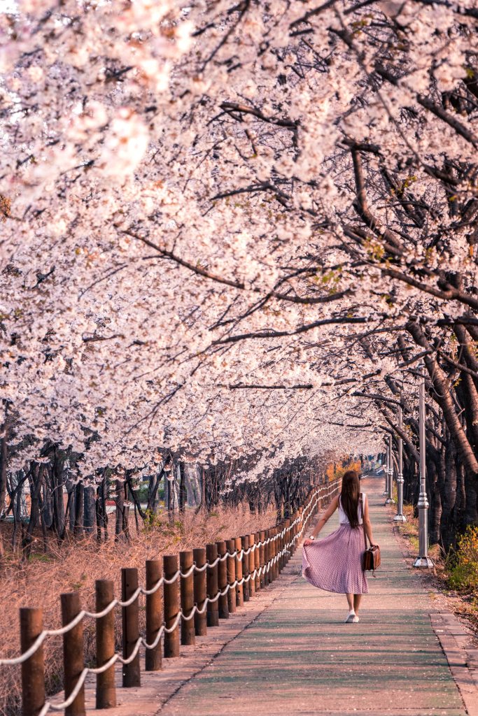 beautiful light pink-flowered trees lined in a row with a young woman walking on a wooden walkway wearing a pink skirt and a briefcase 