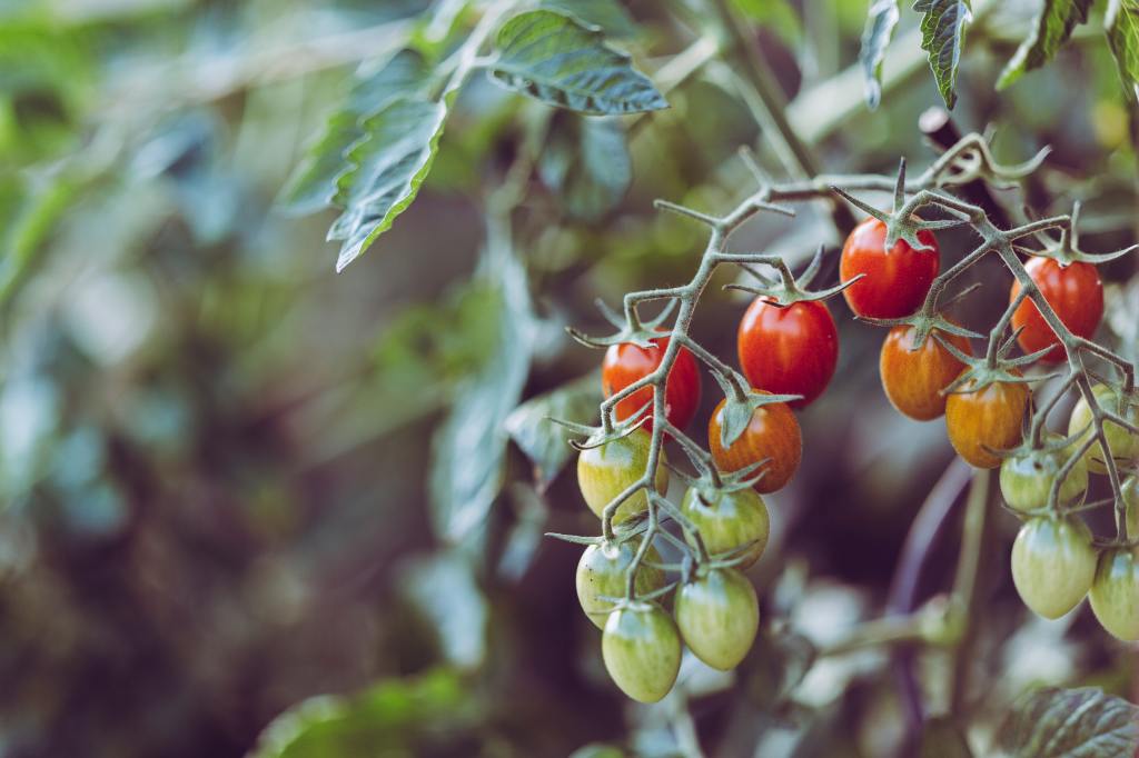 small tomatoes growing on the vine