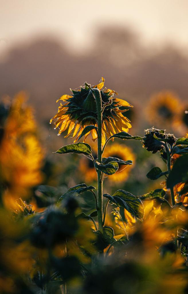 drooping sunflower dying in a sunflower field